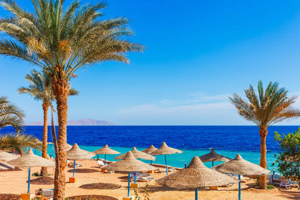 Sunny resort beach with palm tree at the coast shore of Red Sea in Sharm el Sheikh, Sinai, Egypt, Asia in summer hot. Bright sunny light